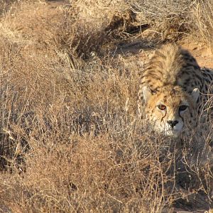 Look senseless Iranian Cheetah Desert Diamond Producer
