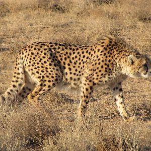 The only remnants of the Asiatic Cheetah in Iran