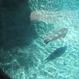 Harbor Seal - Sea Life Cliffs