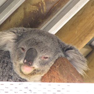 Koala