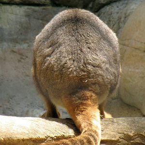Yellow-footed Rock Wallaby