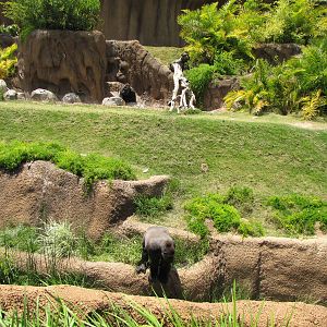 Campo Gorilla Reserve