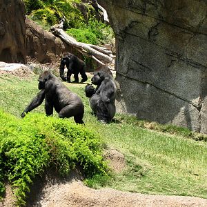 Campo Gorilla Reserve