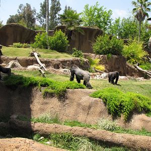 Campo Gorilla Reserve