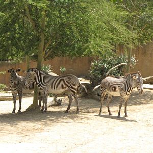 Grevys Zebra Yard