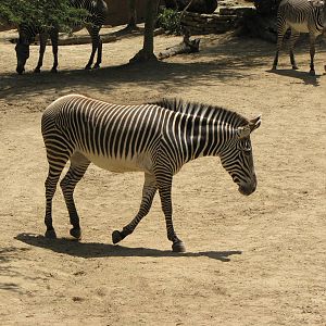 Grevys Zebra