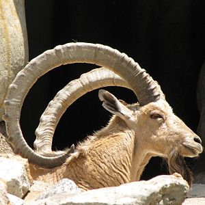 Nubian Ibex