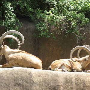 Nubian Ibex