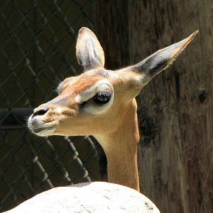 Gerenuk