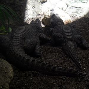 African Dwarf Crocodiles (Osteolaemus tetraspis)