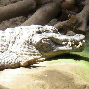 Yacare Caiman (Caiman yacare)