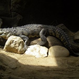 Belize Crocodile (Crocodylus moreletii)