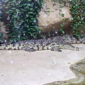 Nile Crocodile (Crocodylus niloticus)