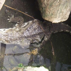 Marsh Crocodile (Crocodylus palustris)