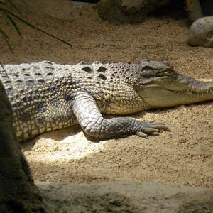 Saltwater Crocodile (Crocodylus porosus)