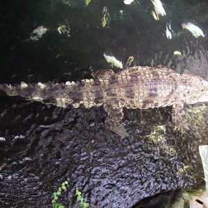 Siamese Crocodile (Crocodylus siamensis)