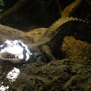 Chinese Alligator (Alligator sinensis)