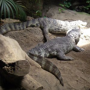 Broad-snouted Caimans (Caiman latirostris)