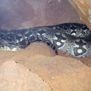 Dumeril's Boa (Boa dumerili)