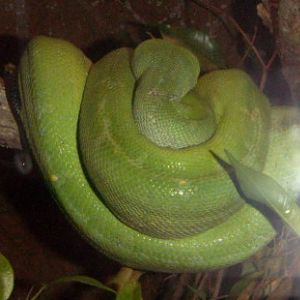 Green Tree Python (Morelia viridis)
