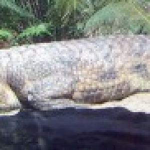 False Gharial (Tomistoma schlegelii)