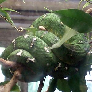 Emerald Tree Boa (Corallus caninus)