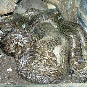Cuban Tree Boa (Epicrates angulifer)