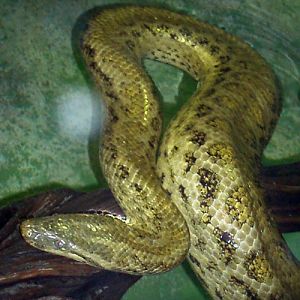 Yellow Anaconda (Eunectes notaeus)