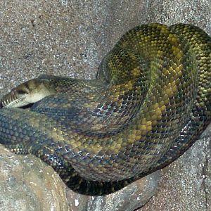 Scrub Python (Morelia amethystina)