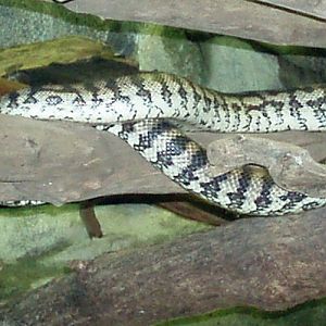 Carpet Python (Morelia spilota)