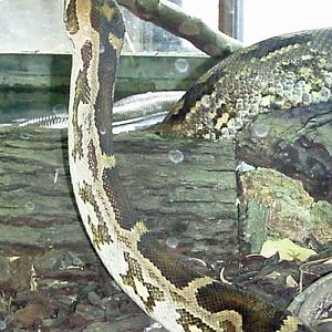 Indian Python (Python molurus)