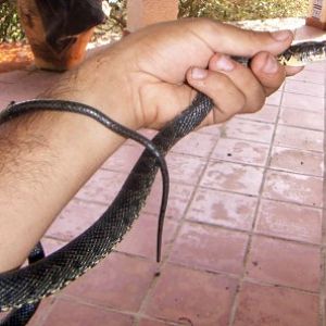 Horseshoe Whip Snake (Coluber hippocrepis)