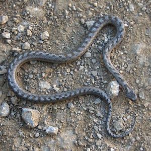 Southern Smooth Snake (Coronella girondica)