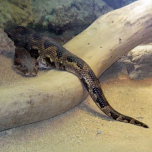 Reticulated Python (Python reticulatus)