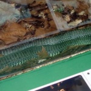 Boomslang (Dispholidus typus)