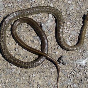 Aesculapian Snake (Elaphe longissima)