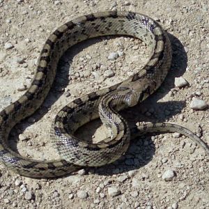 Ladder Snake (Elaphe scalaris)