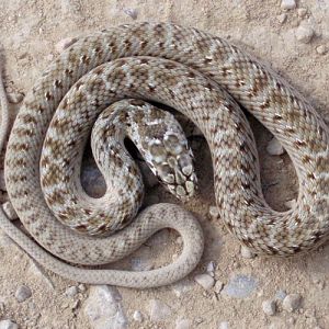 Montpellier Snake (Malpolon monspessulanus)