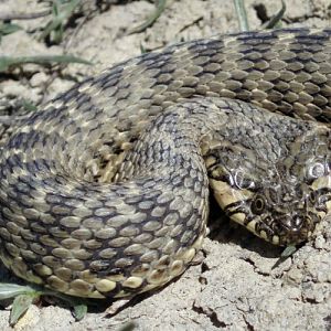Viperine Snake (Natrix maura)