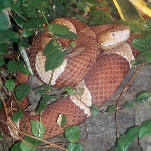Northern Copperhead (Agkistrodon contortrix)
