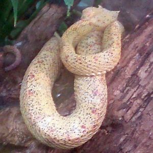 Eyelash Viper (Bothriechis schlegelii)