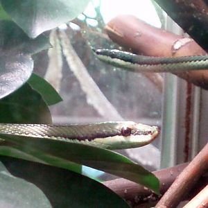 Argentine Long-nosed Snake (Philodryas baroni)