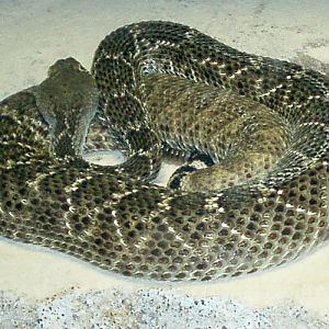 Western Diamondback Rattlesnake (Crotalus atrox)