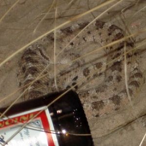 Sidewinder (Crotalus cerastes)