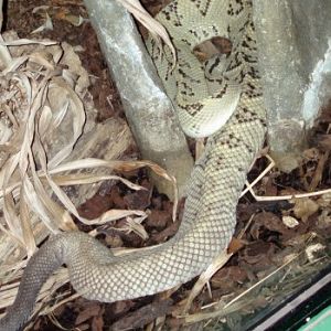 Tropical Rattlesnake (Crotalus durissus)