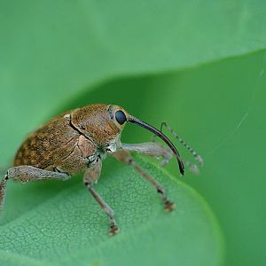 Curculio glandium