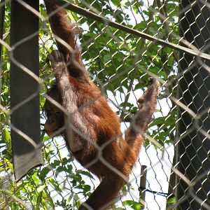 Bornean Orangutan
