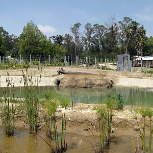 Elephants of Asia - Deep Water Pool