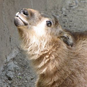 Young Sichuan Takin