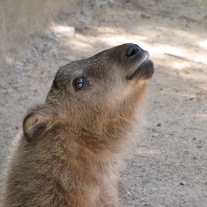Young Sichuan Takin